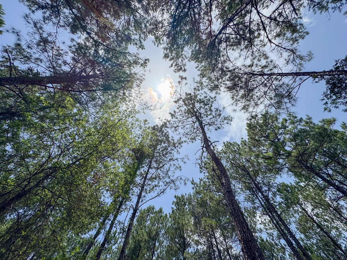 8 Benny Griffin Road Livingston, TX 77351 - Photo 23 of 44 a aerial view of house with outdoor space