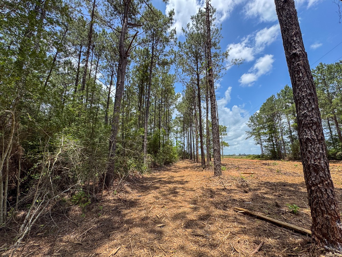 8 Benny Griffin Road Livingston, TX 77351 - Photo 24 of 44 a view of a yard with trees
