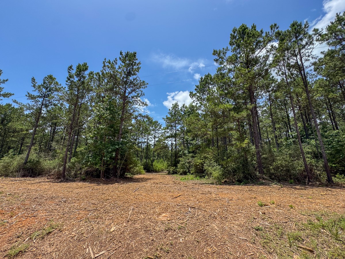 8 Benny Griffin Road Livingston, TX 77351 - Photo 26 of 44 a view of a yard with a tree