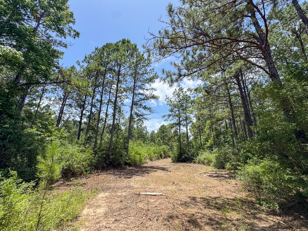8 Benny Griffin Road Livingston, TX 77351 - Photo 27 of 44 a pathway of a yard