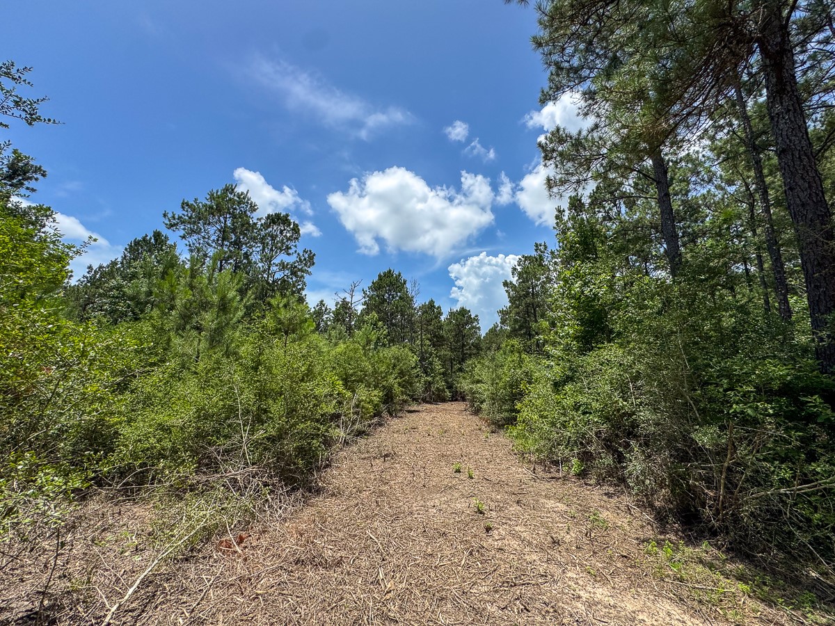 8 Benny Griffin Road Livingston, TX 77351 - Photo 28 of 44 a view of a bunch of trees