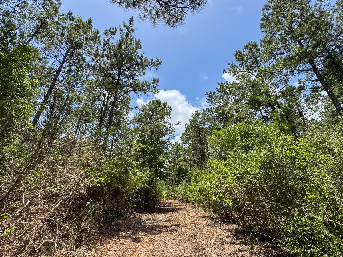 8 Benny Griffin Road Livingston, TX 77351 - Photo 29 of 44 a view of a plants with yard