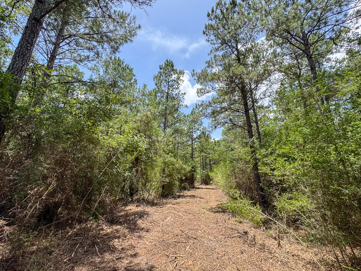 8 Benny Griffin Road Livingston, TX 77351 - Photo 30 of 44 a view of a yard with plants and a large tree