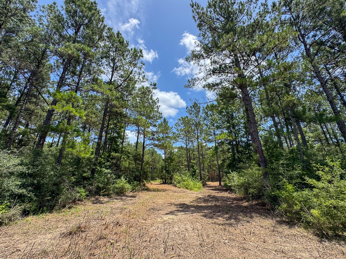 8 Benny Griffin Road Livingston, TX 77351 - Photo 31 of 44 a view of a road with plants and trees