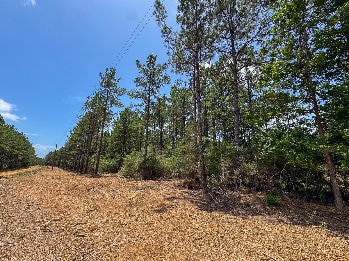 8 Benny Griffin Road Livingston, TX 77351 - Photo 32 of 44 a view of a yard with plants and trees