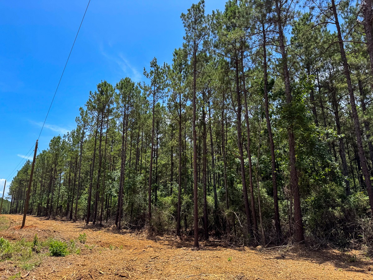 8 Benny Griffin Road Livingston, TX 77351 - Photo 33 of 44 a view of a covered with snow in the background