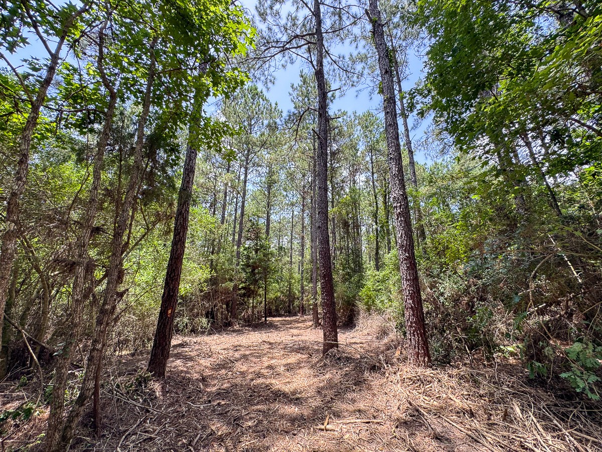 8 Benny Griffin Road Livingston, TX 77351 - Photo 35 of 44 a view of a forest with trees