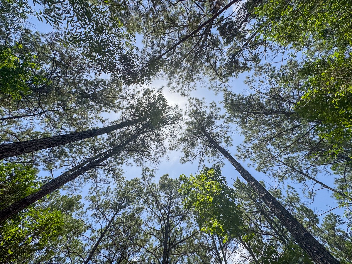 8 Benny Griffin Road Livingston, TX 77351 - Photo 37 of 44