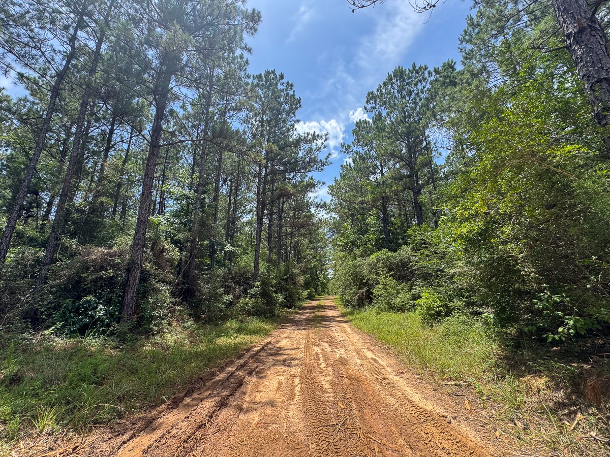 8 Benny Griffin Road Livingston, TX 77351 - Photo 38 of 44 a view of a yard with trees