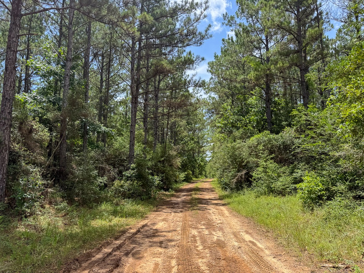 8 Benny Griffin Road Livingston, TX 77351 - Photo 39 of 44 a view of outdoor space and yard