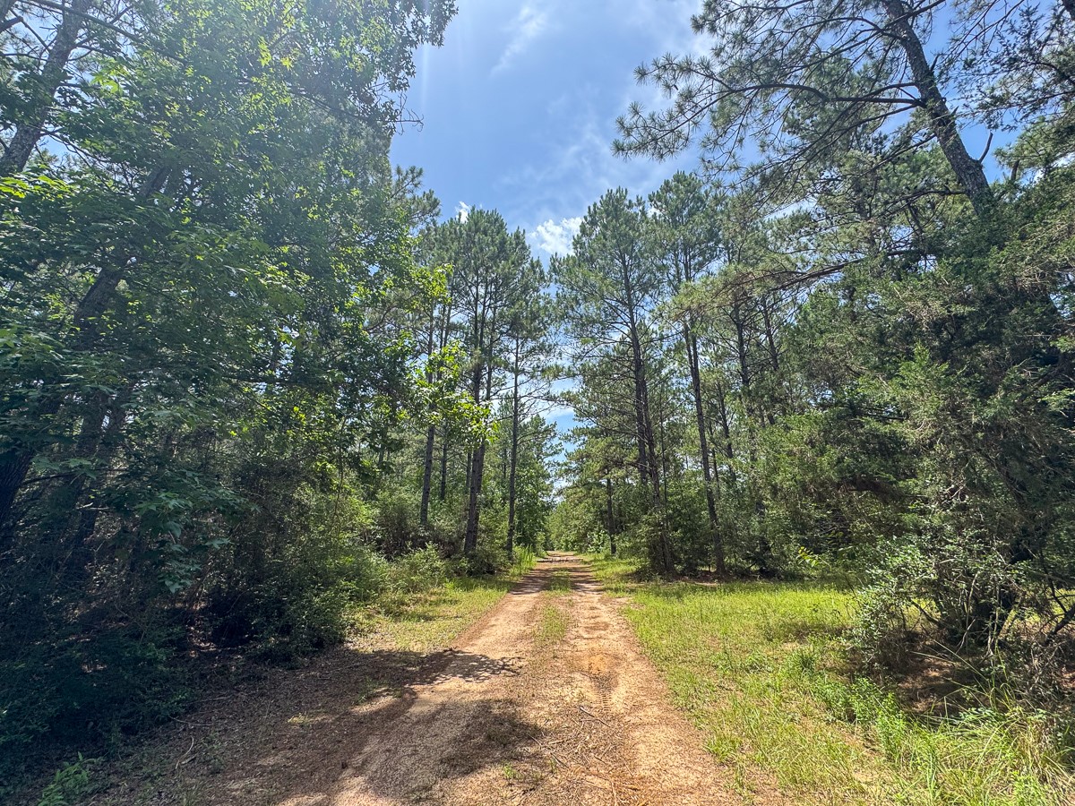 8 Benny Griffin Road Livingston, TX 77351 - Photo 40 of 44 a view of a yard with trees