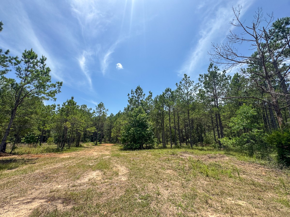 8 Benny Griffin Road Livingston, TX 77351 - Photo 44 of 44 a view of backyard with green space