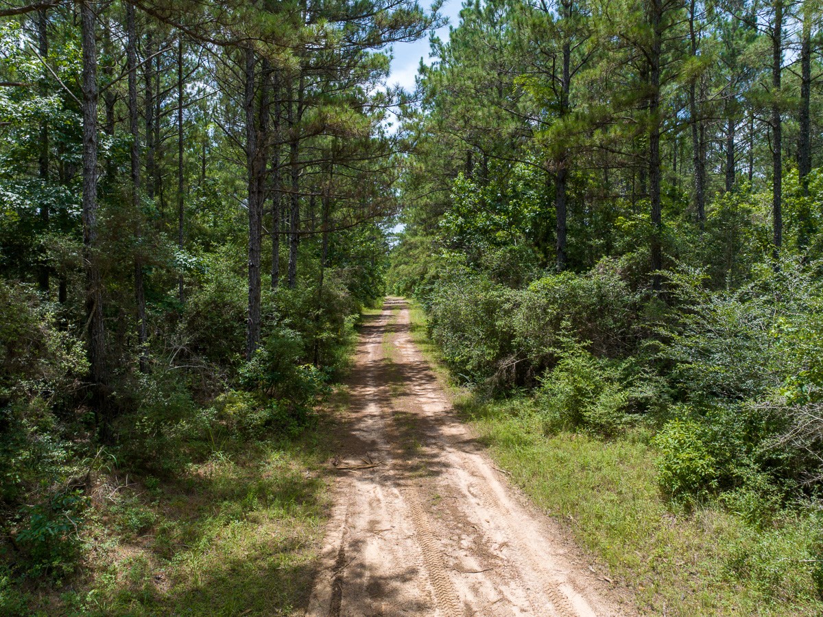 8 Benny Griffin Road Livingston, TX 77351 - Photo 7 of 44 a picture of trees