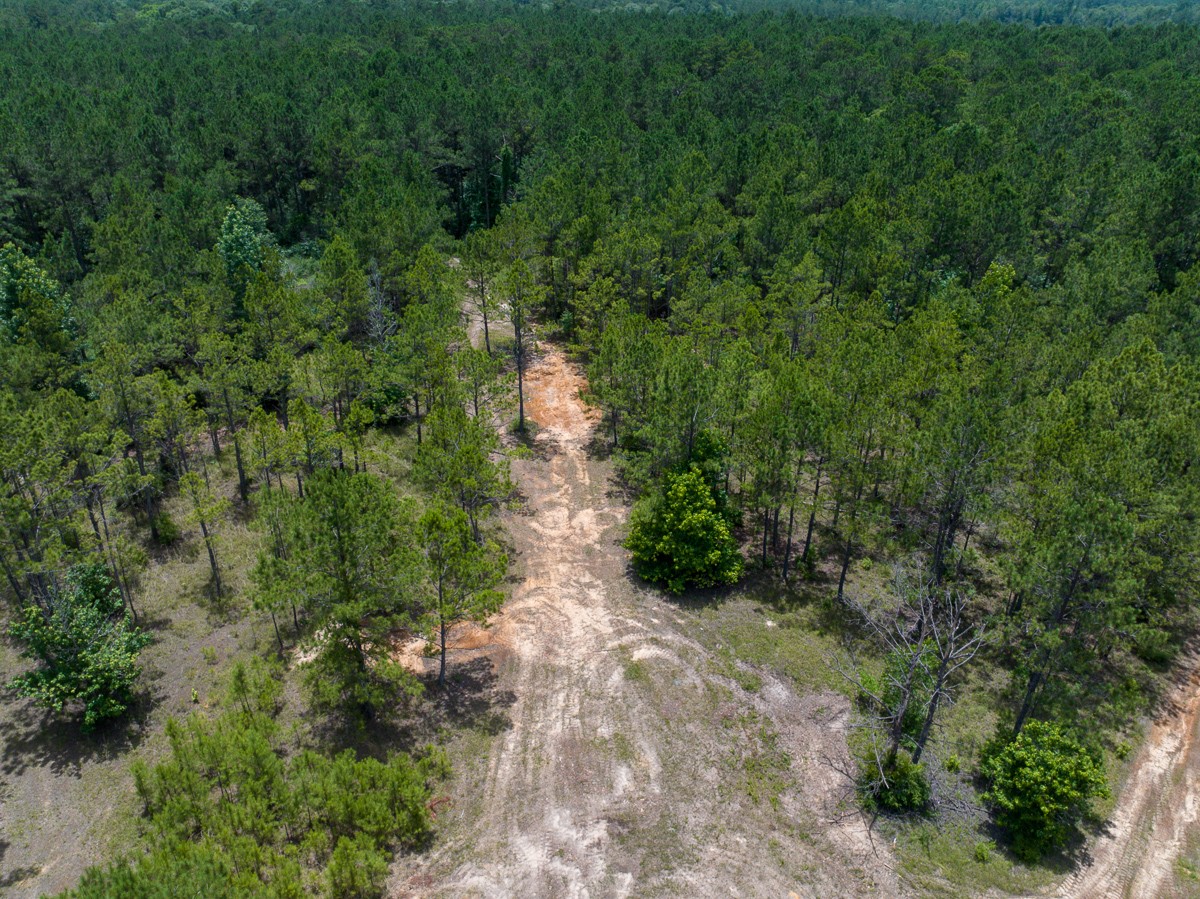 8 Benny Griffin Road Livingston, TX 77351 - Photo 10 of 44 a view of a forest with a tree