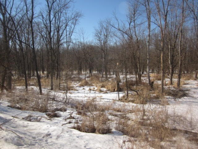 Vacant Land Barnum Rd #2.JPG