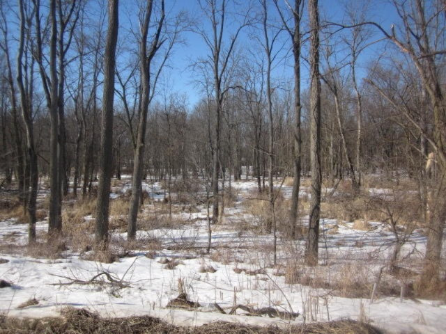 Vacant Land Barnum Rd #3.JPG