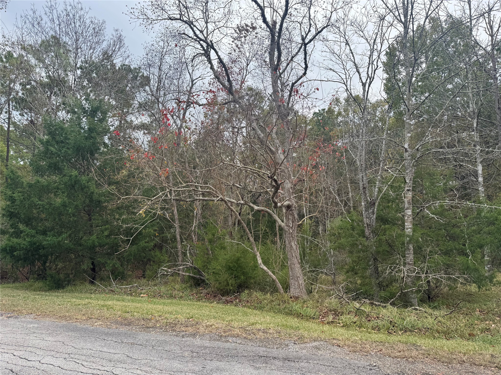 22 South Frst Cv Loop Coldspring, TX 77331 - Photo 2 of 13 a view of a yard