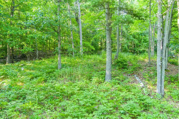 $265,000 | Tbd Tbd Lantern Lane, Hackensack, MN 56452