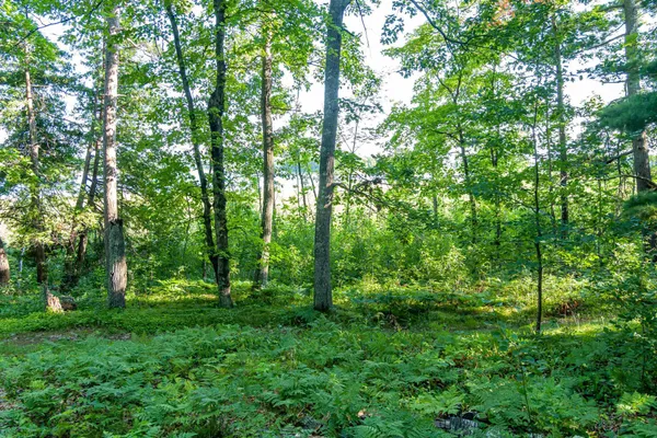 $265,000 | Tbd Tbd Lantern Lane, Hackensack, MN 56452