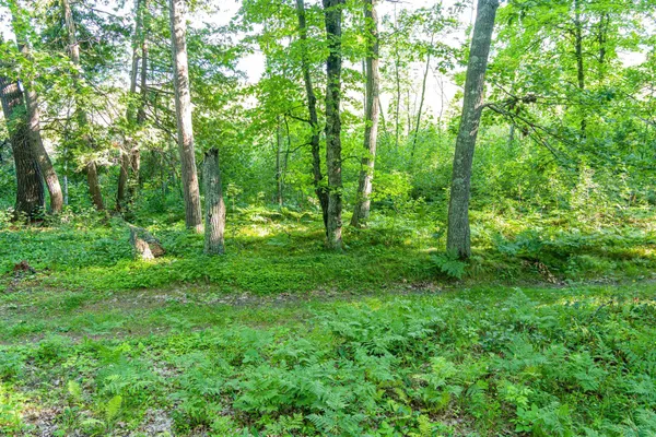 $265,000 | Tbd Tbd Lantern Lane, Hackensack, MN 56452
