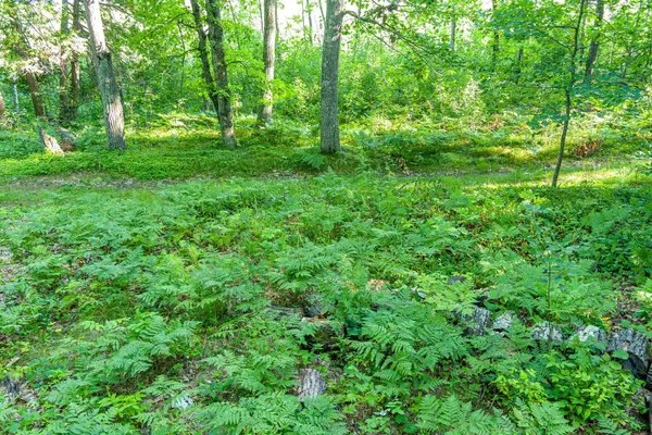 $265,000 | Tbd Tbd Lantern Lane, Hackensack, MN 56452