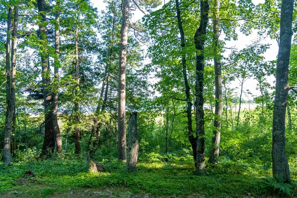 $265,000 | Tbd Tbd Lantern Lane, Hackensack, MN 56452