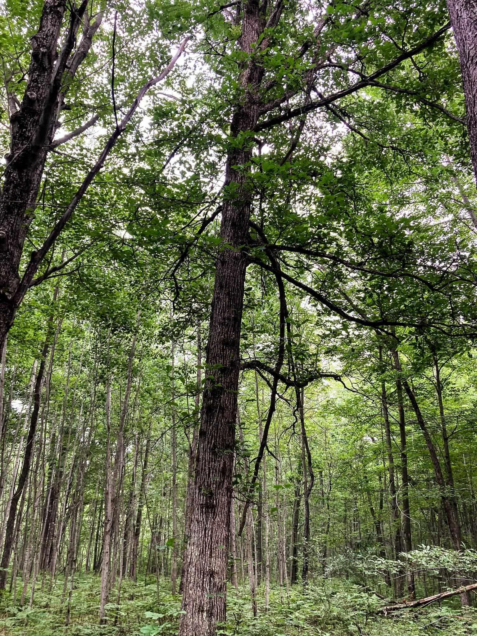 V/l East Bevens Road Caro, MI 48723 - Photo 26 of 41