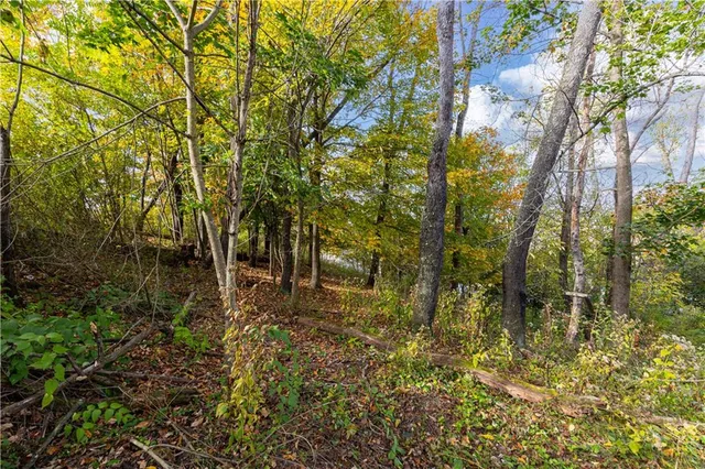 a view of a yard with plants and large trees