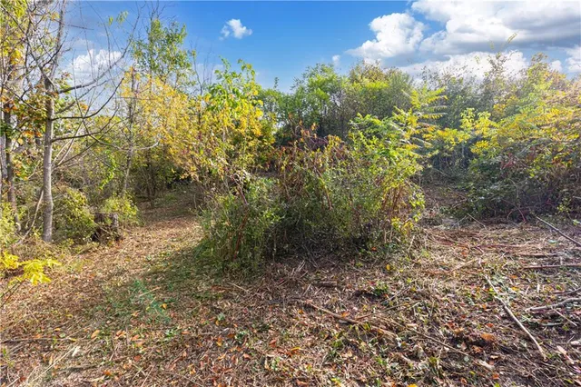 a view of a yard with plants and large trees