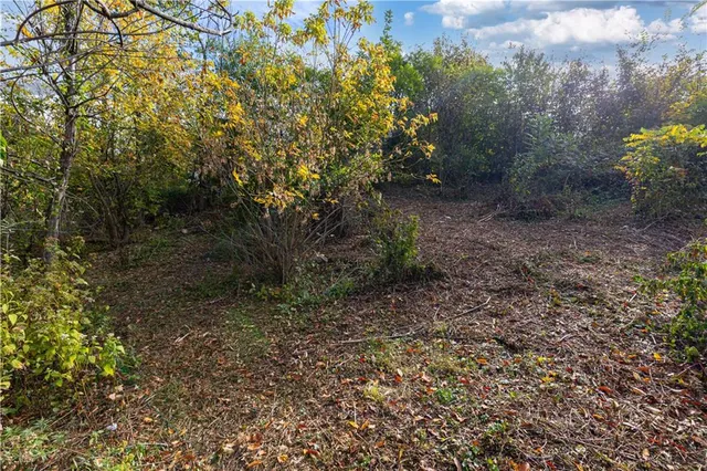a view of a bunch of flowers in a yard