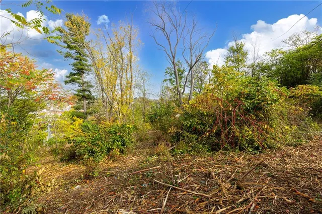 a view of a yard with plants