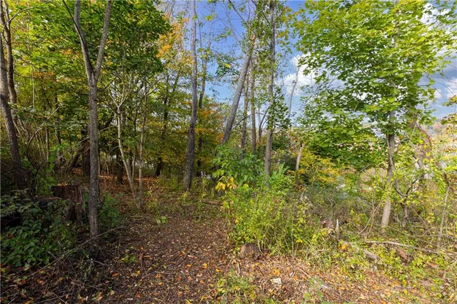 a view of a tree in a yard