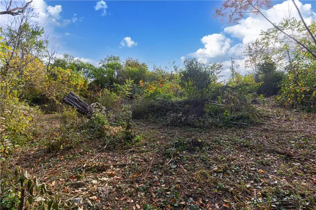 a view of a yard with plants and trees