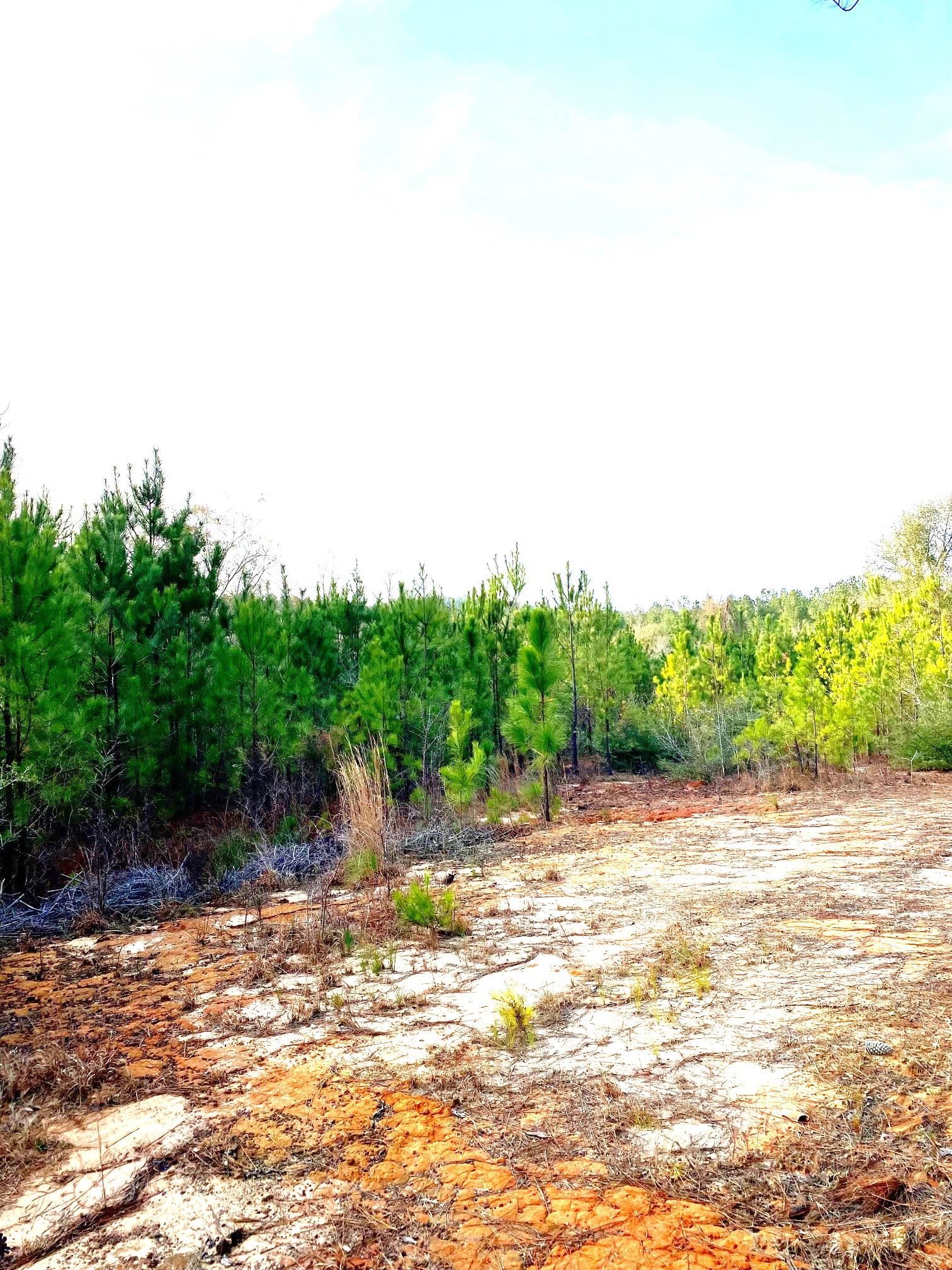 0 Dunns Bridge Road Andalusia, AL 36421 - Photo 3 of 7 Gallery Image 3