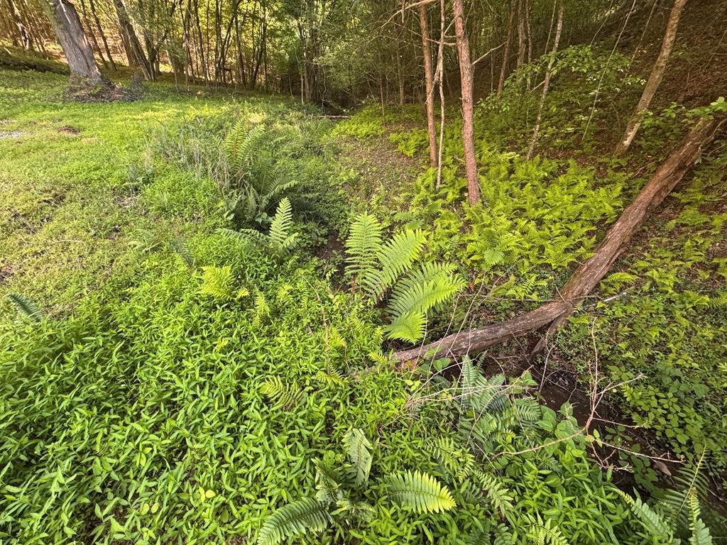 Lot 4 Grassy Creek Road Copperhill, TN 37317 - Photo 24 of 25 a view of a yard with plants and large trees