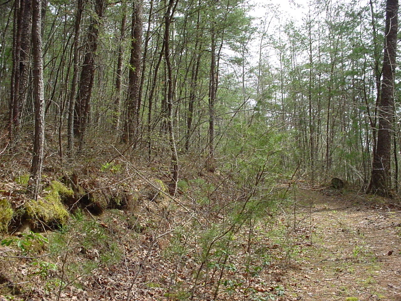 731 Carrs Creek Road Townsend, TN 37882 - Photo 20 of 20 DSC03551