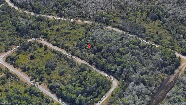 a view of a forest with a tree