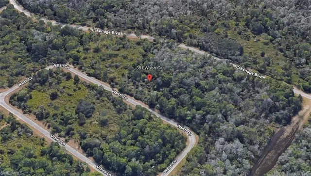 a view of a forest with a tree