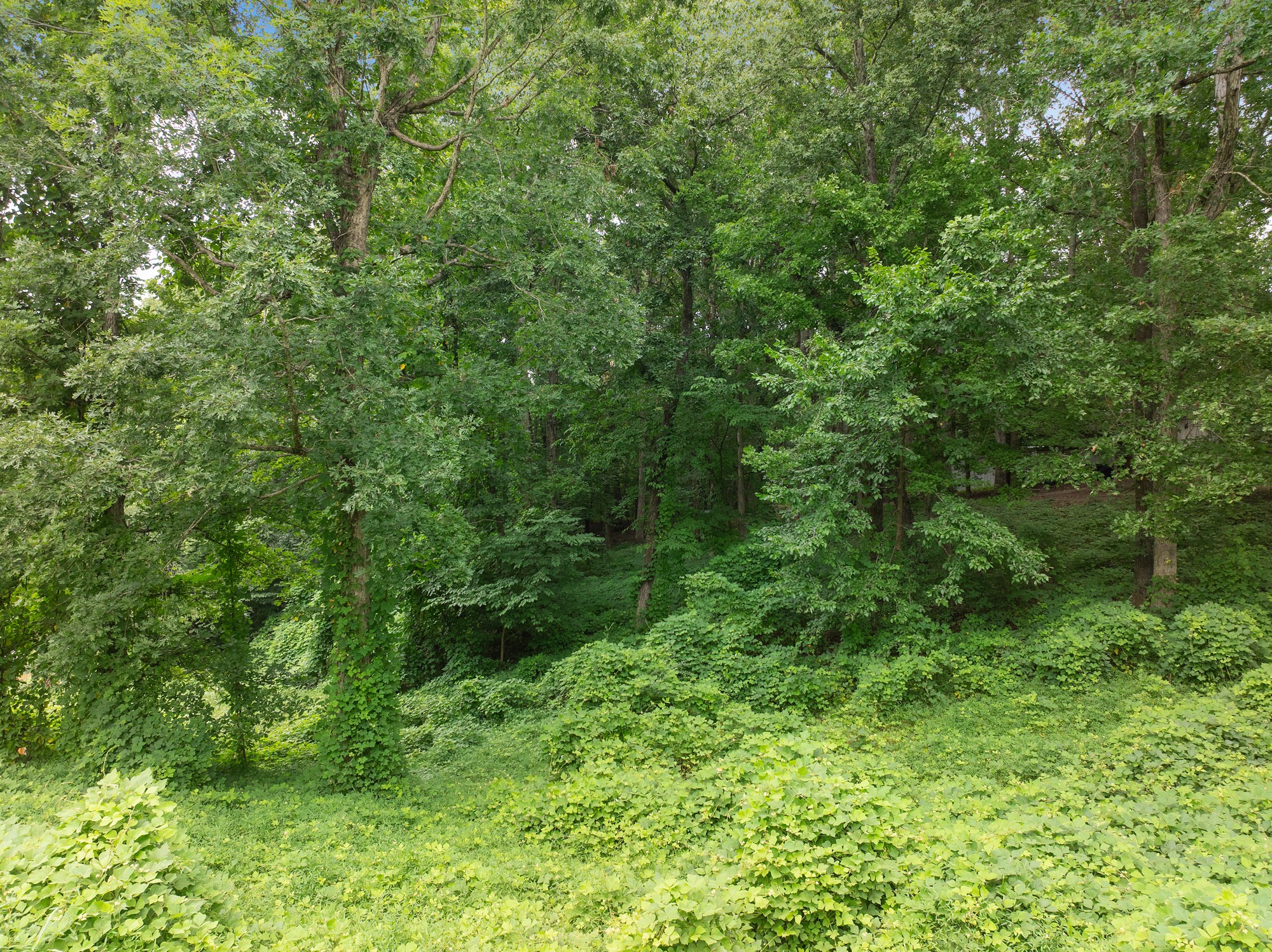 5 Jason Hollow Road Cedar Grove, TN 38321 - Photo 5 of 13 a view of a lush green forest