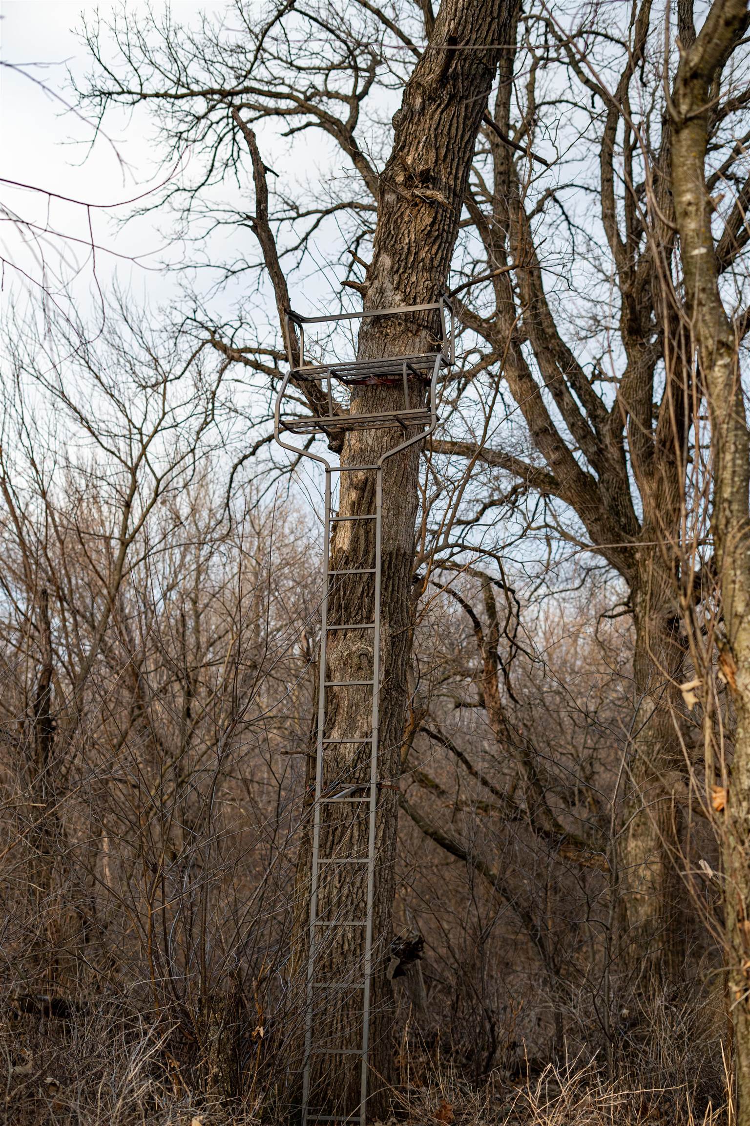 3605 Big Hill Road Chadwick, IL 61014 - Photo 94 of 99 a picture of tree