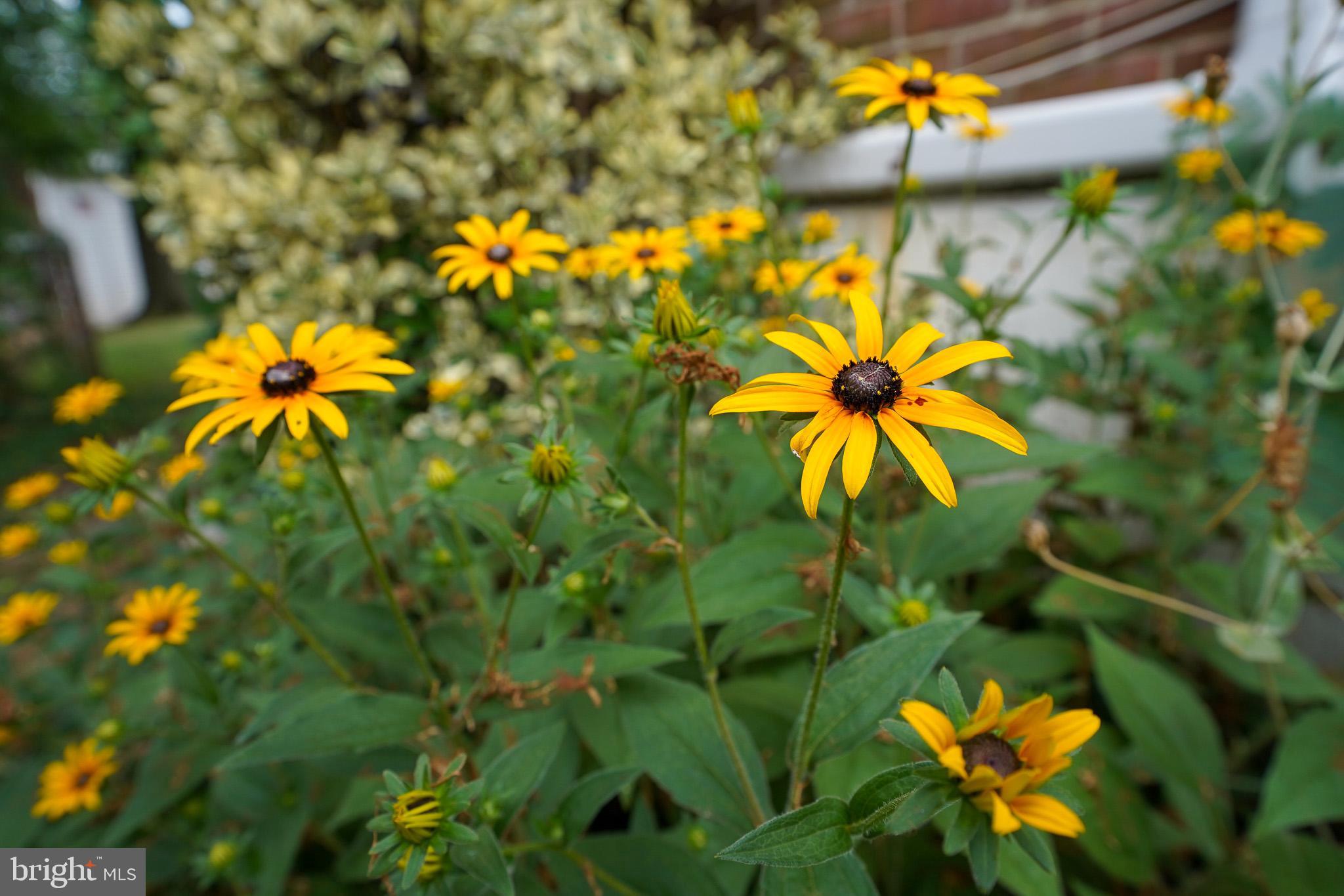 1085 Elm Road Halethorpe, MD 21227 - Photo 13 of 17 Plants