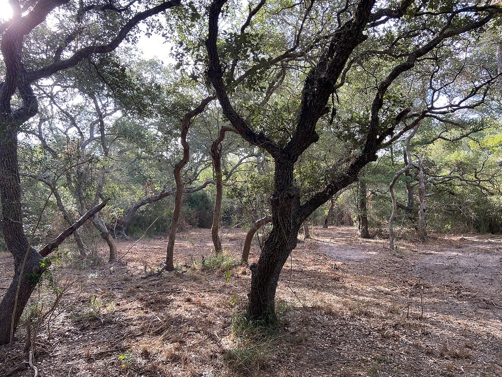 0 Loose Cow Road Garwood, TX 77442 - Photo 6 of 12 Gallery Image 6