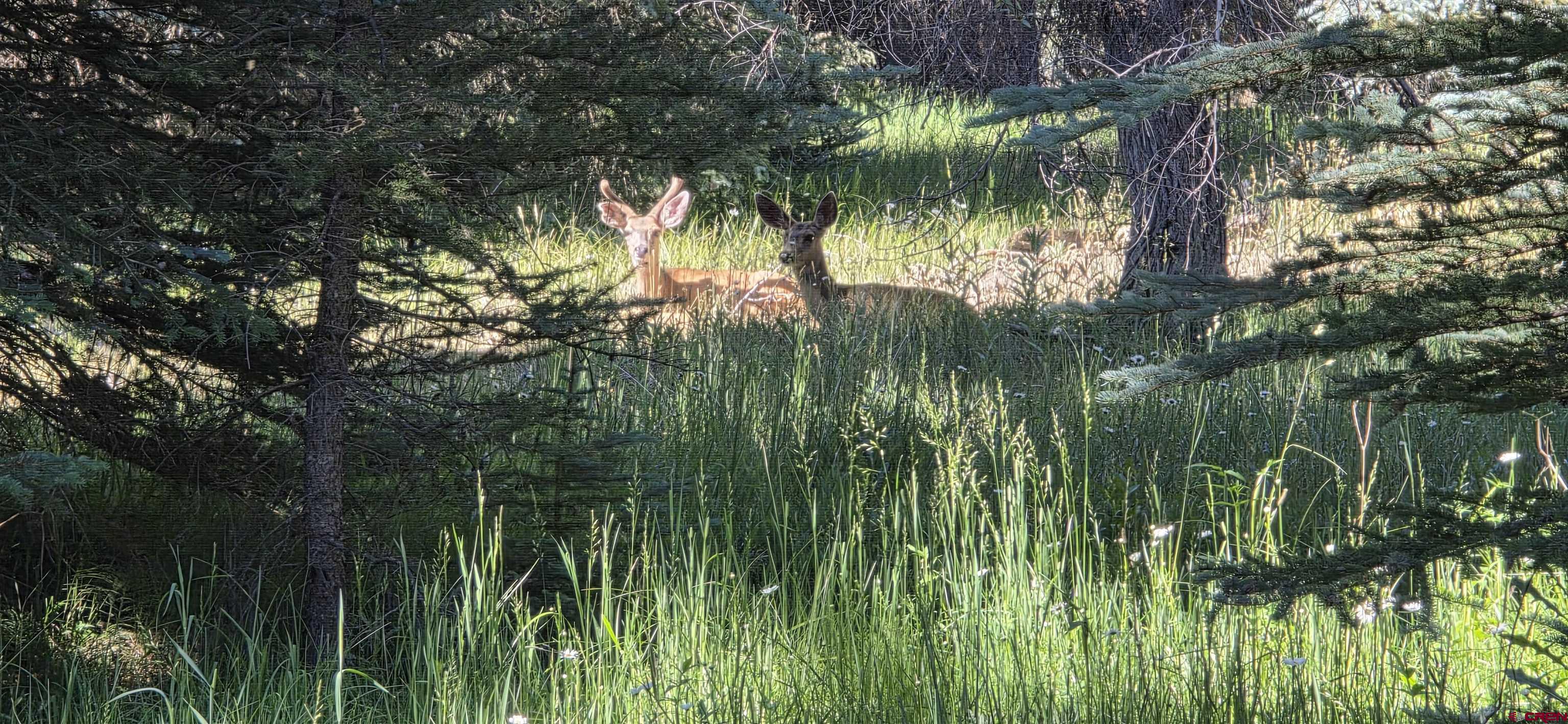 201 Golden Forest Road Bayfield, CO 81122 - Photo 13 of 37