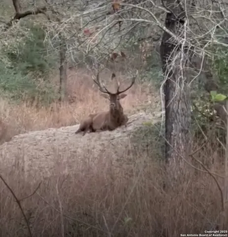 a backyard of a house with large trees and plants