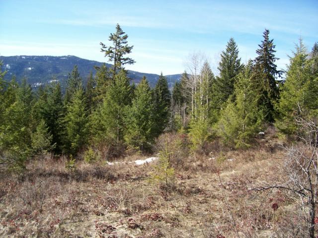 116 Anderson Road Kettle Falls, WA 99141 - Photo 7 of 11 Gallery Image 7