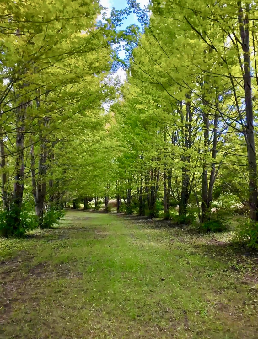 54.23-acres 2700 North Road Ashkum, IL 60911 - Photo 4 of 7 a view of a park with trees