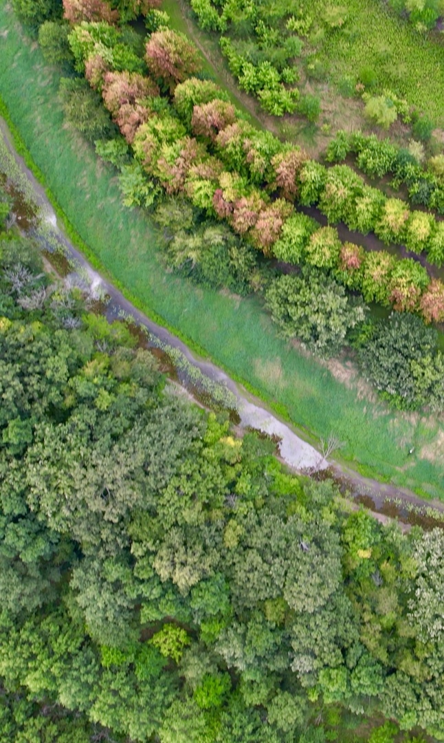 54.23-acres 2700 North Road Ashkum, IL 60911 - Photo 5 of 7 a view of a garden with a tree