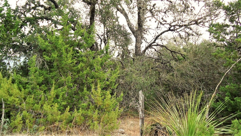 137 Middle Road Rio Frio, TX 78879 - Photo 16 of 29