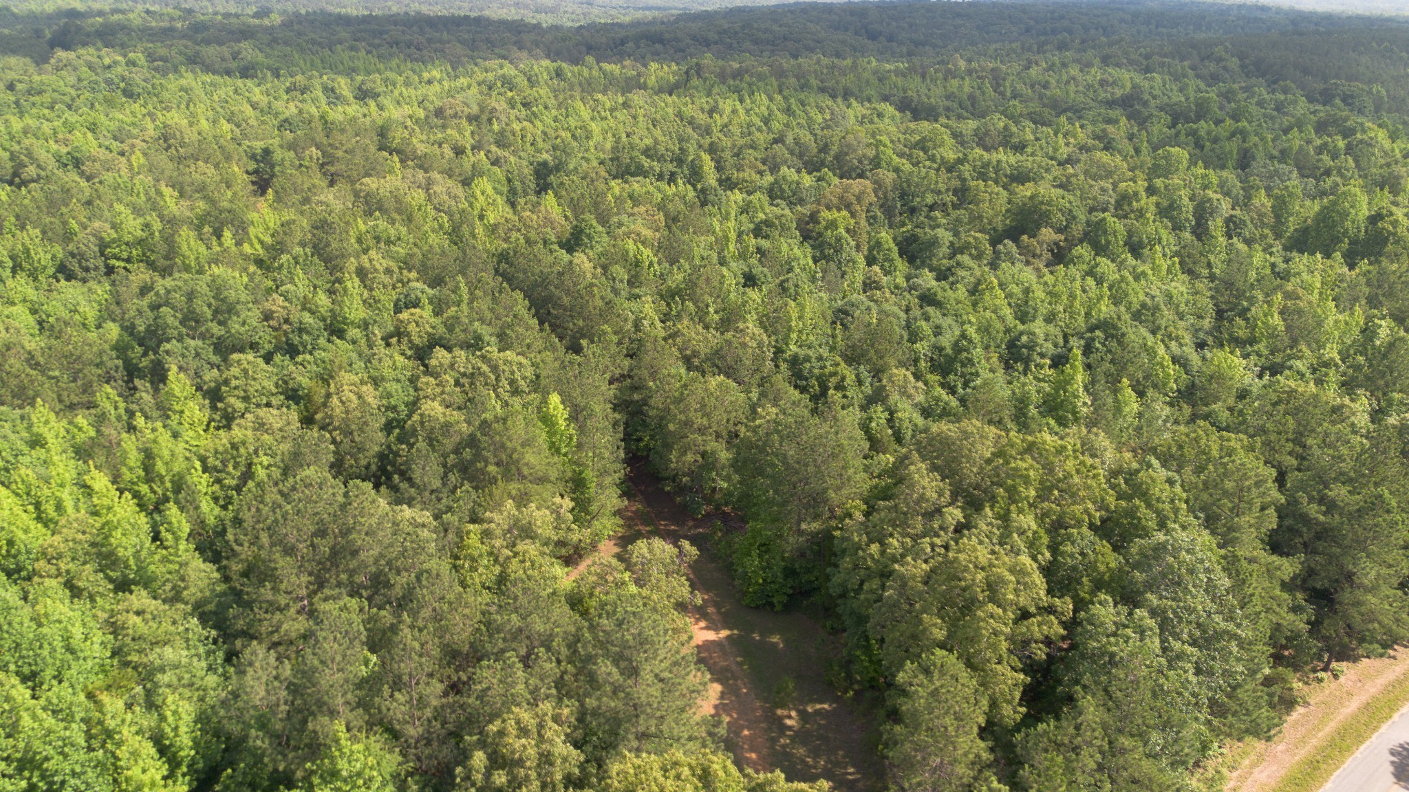 0 New Bethel Road Cedar Grove, TN 38321 - Photo 1 of 2 a view of a forest with a street