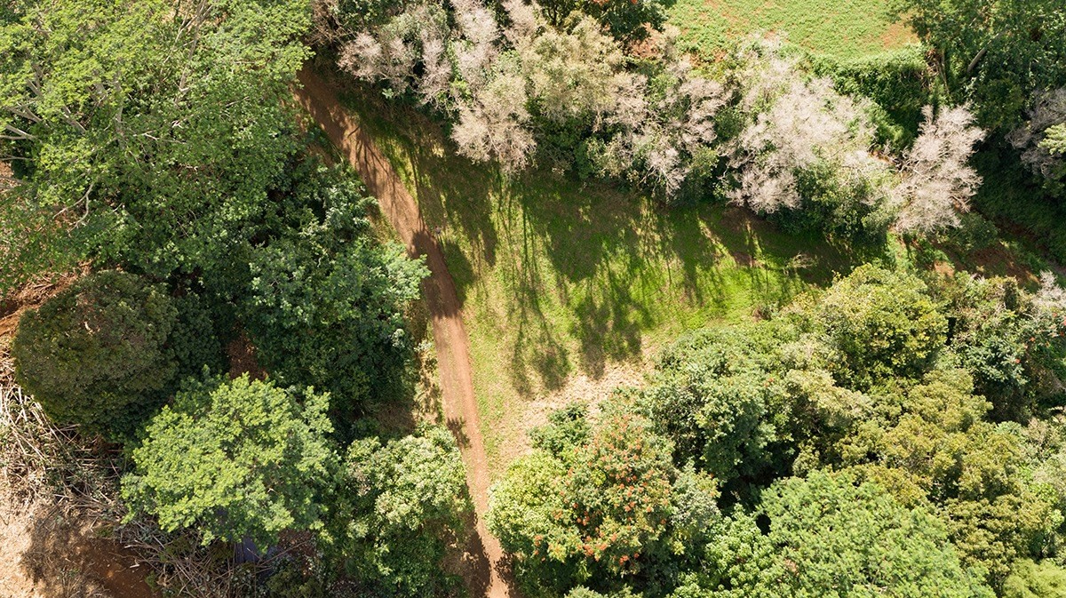 Olohena Road, Unit 3 Kapaa, HI 96746 - Photo 2 of 13 Gallery Image 2